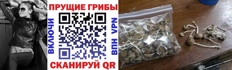 KRAKEN вход  площадка официальный сайт  Псилоцибиновые грибы Cubensis  Бабаево 